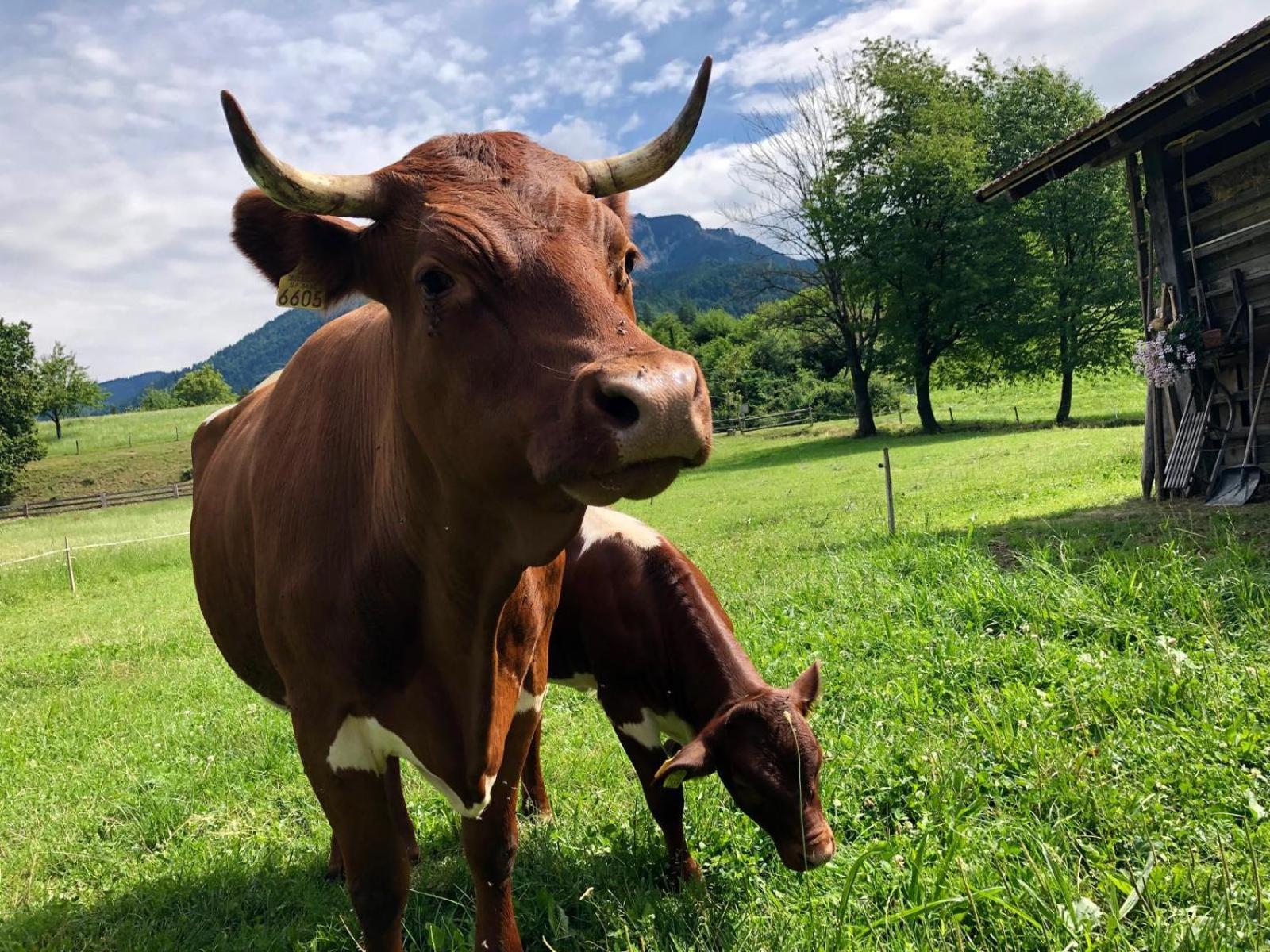 Glamping Savinja Vakantiepark Ljubno