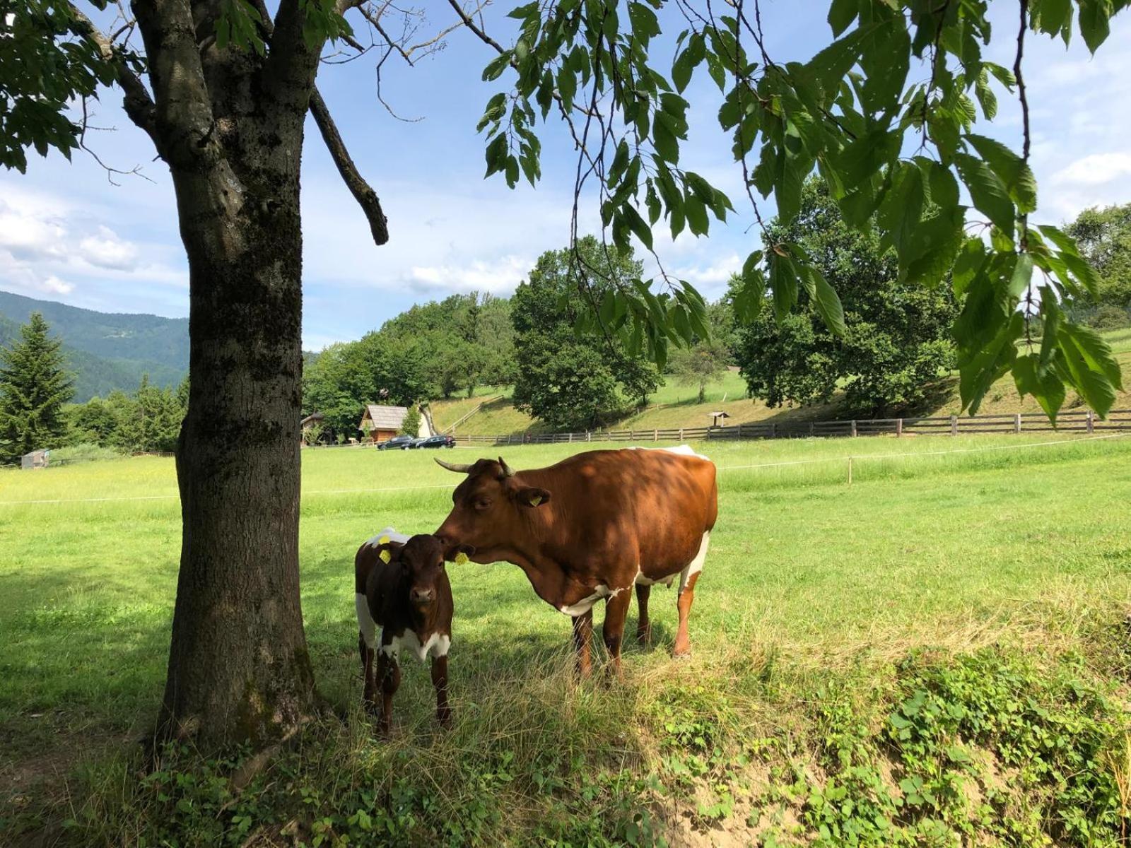 Glamping Savinja Ljubno