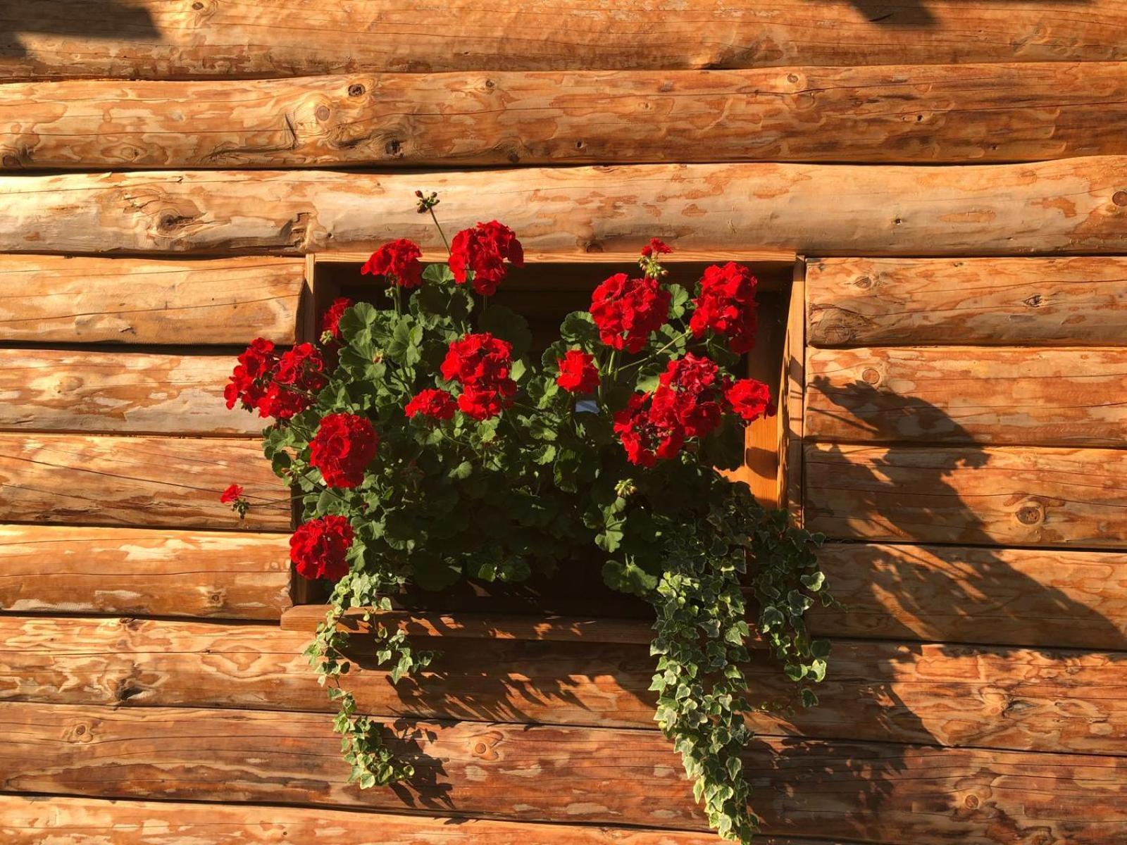 Glamping Savinja Ljubno
